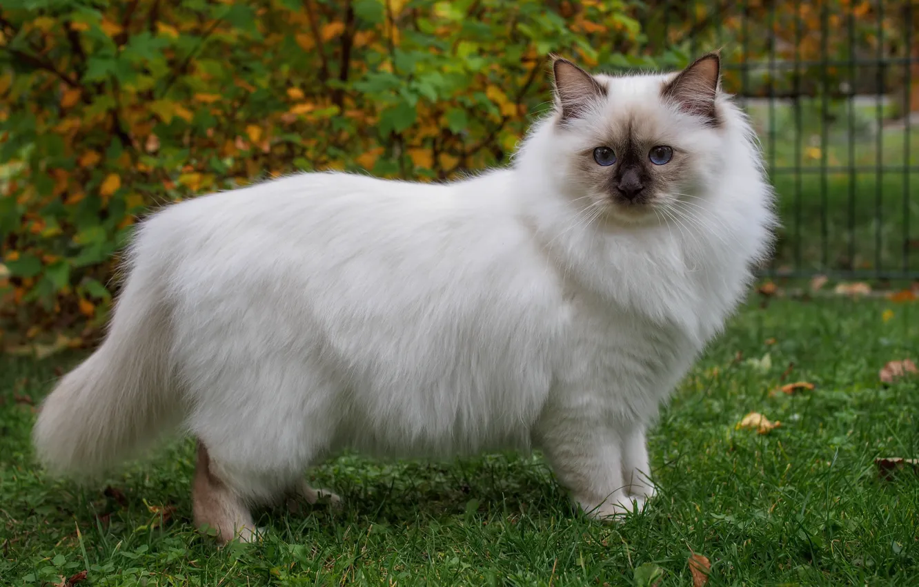 Фото обои зелень, осень, кошка, белый, трава, кот, взгляд, природа