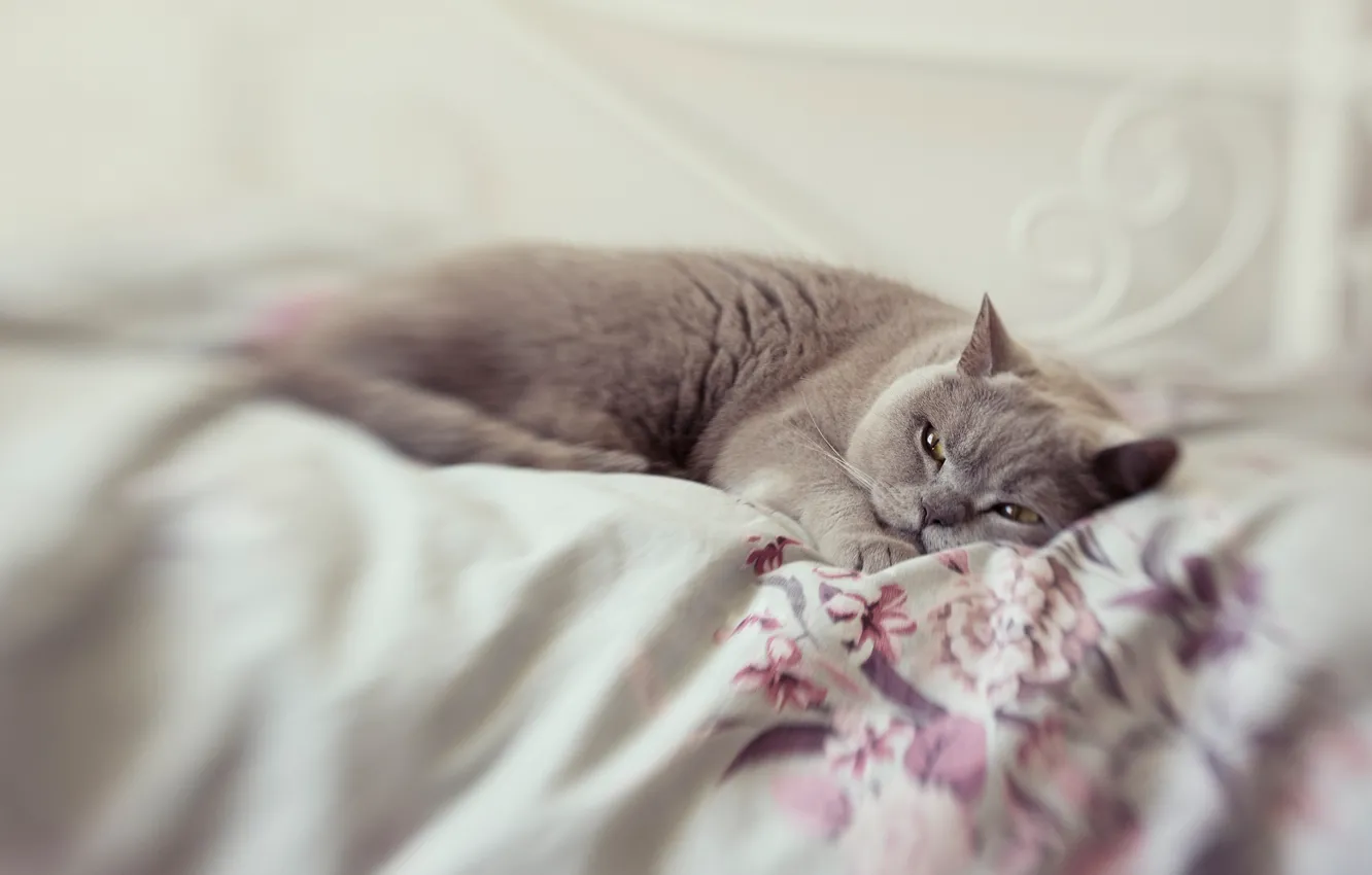 Фото обои кошка, кот, взгляд, поза, серый, размытие, постель