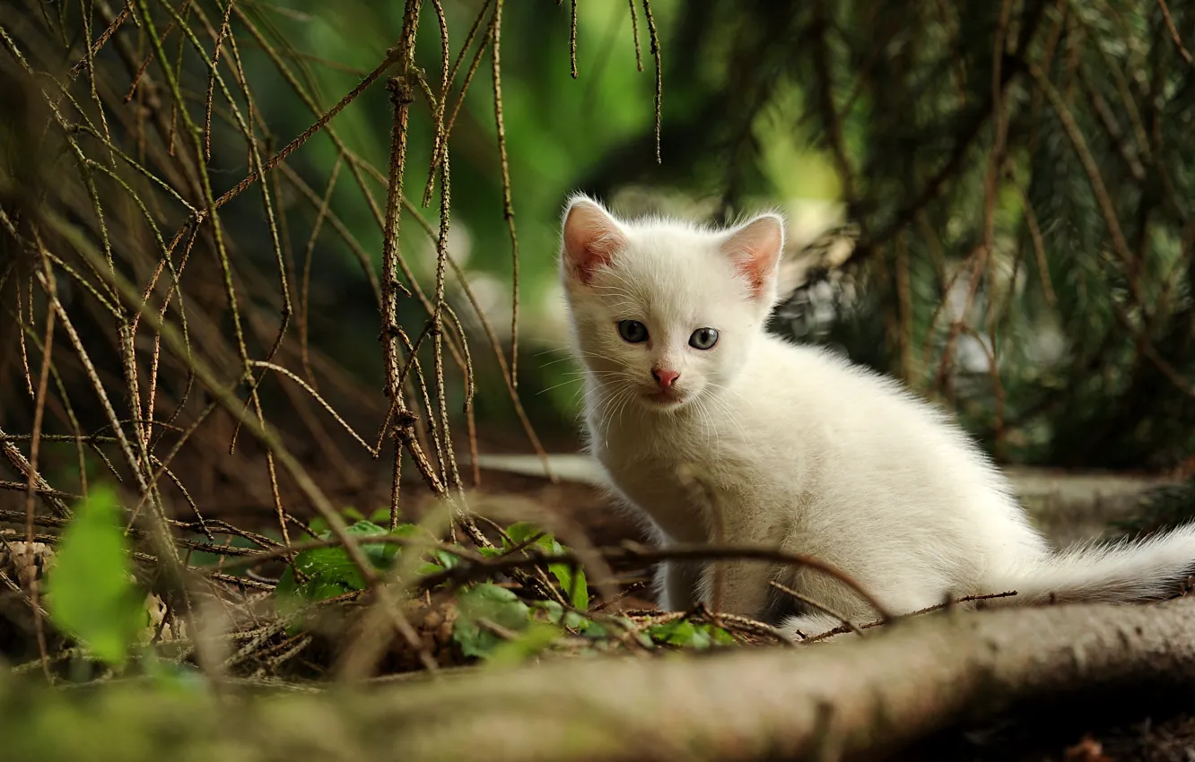 Фото обои лес, кошка, белый, кот, деревья, ветки, природа, котенок