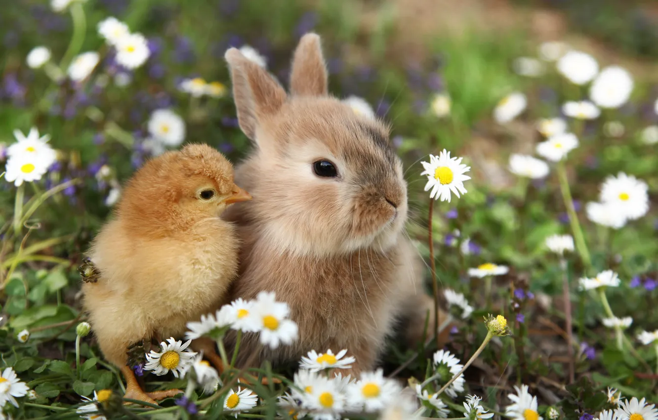 Фото обои природа, кролик, травка, цыпленок, друзья