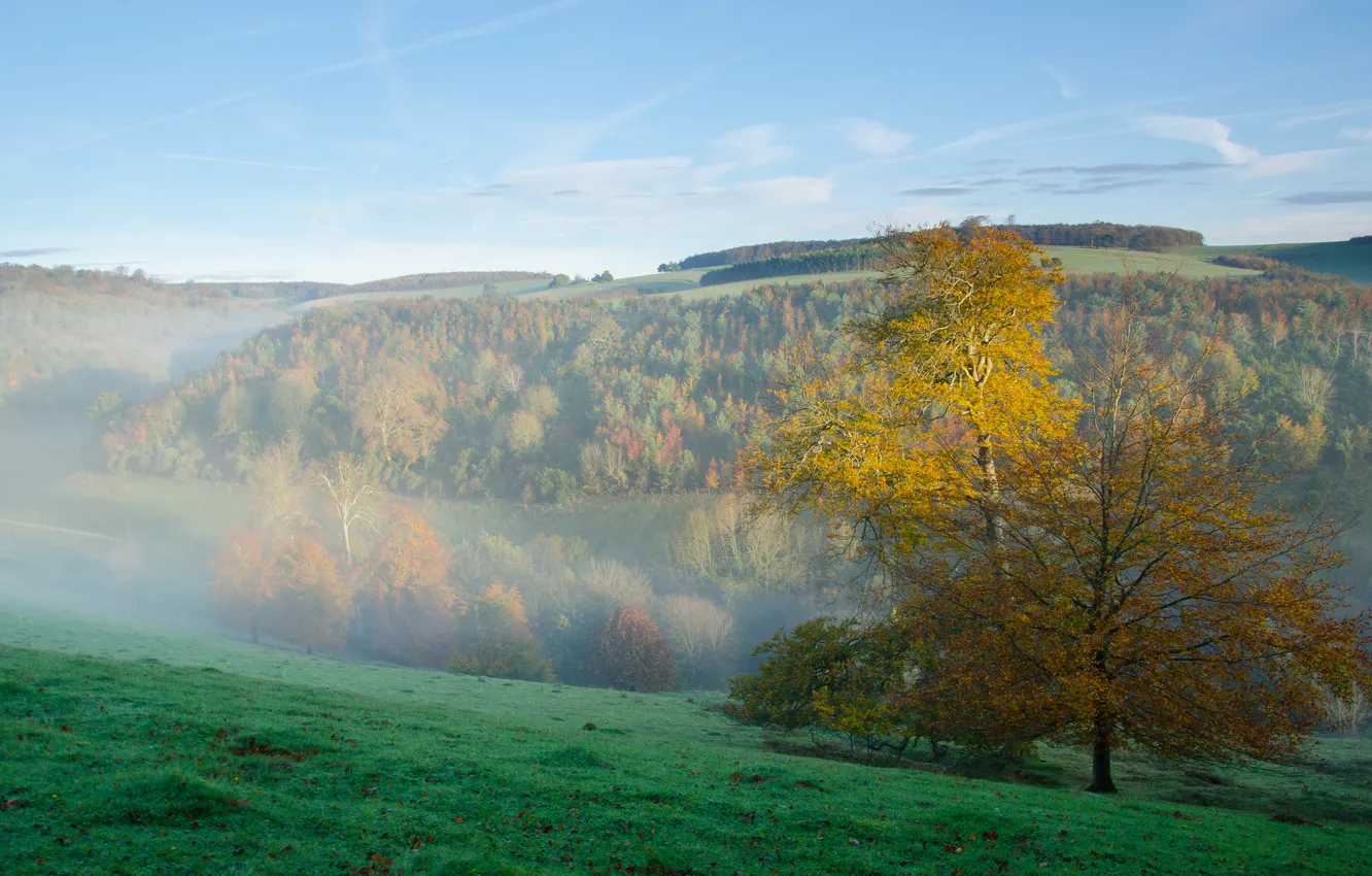 Фото обои осень, лес, небо, трава, горы, туман, утро, склон