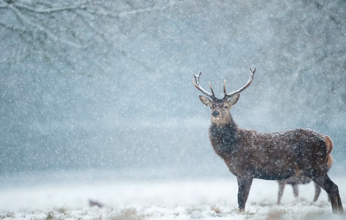 Фото обои зима, лес, снег, ветки, олень, снегопад
