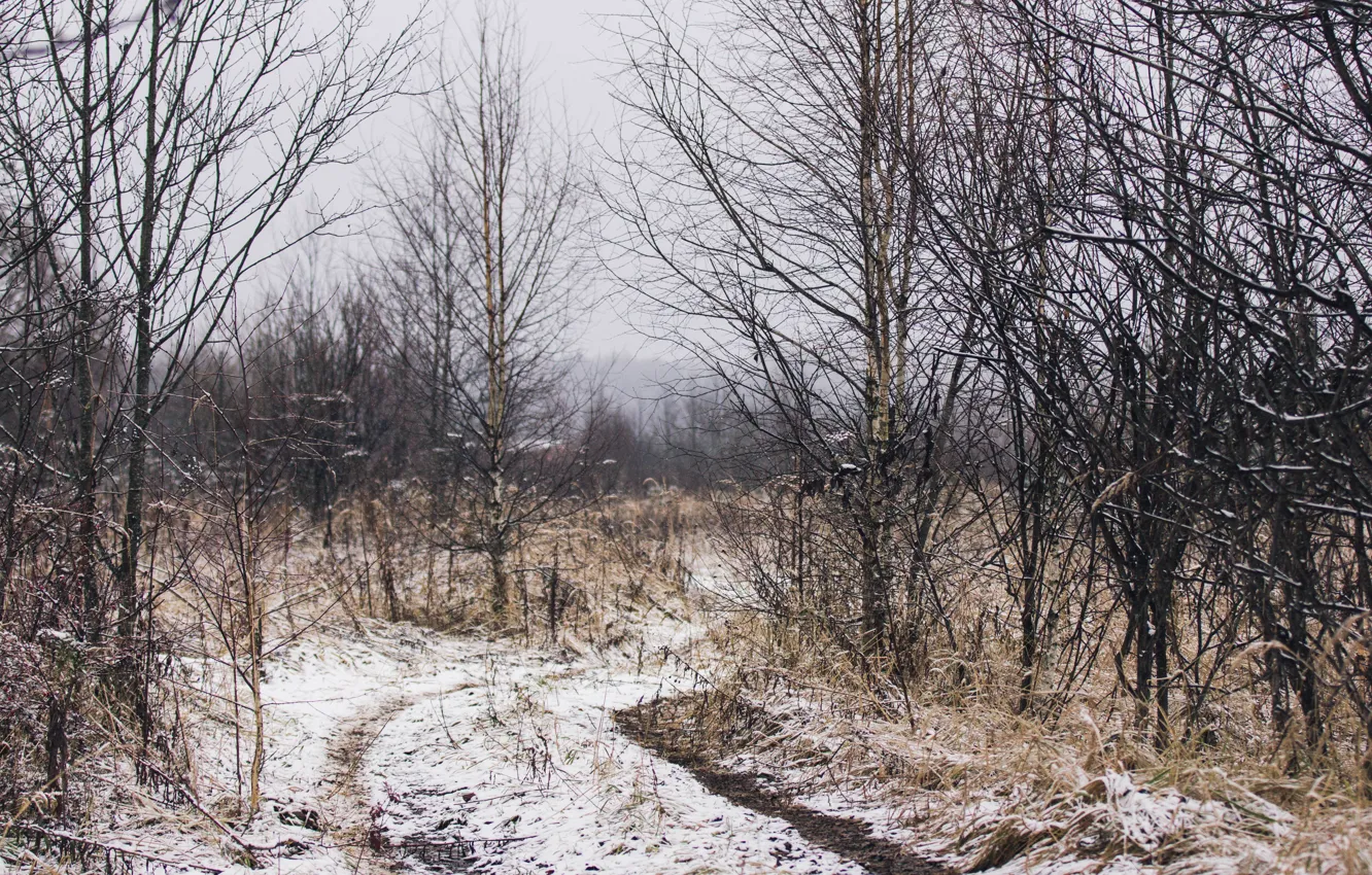 Фото обои осень, лес, снег, пейзаж, холодно, autumn, snow, осенний лес, поздняя осень, ноябрь, november, осенний снег