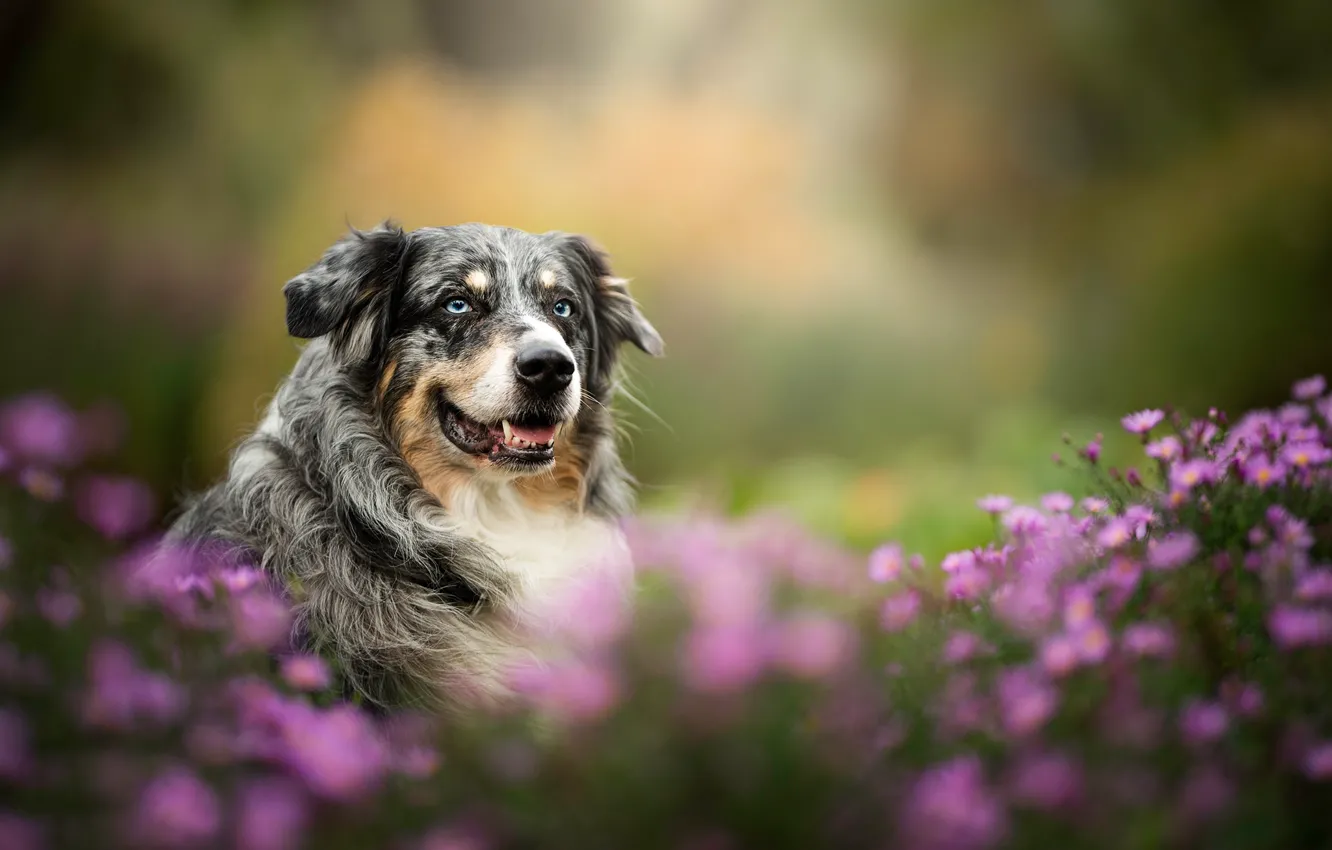 Фото обои взгляд, морда, цветы, собака, боке, Австралийская овчарка, Аусси