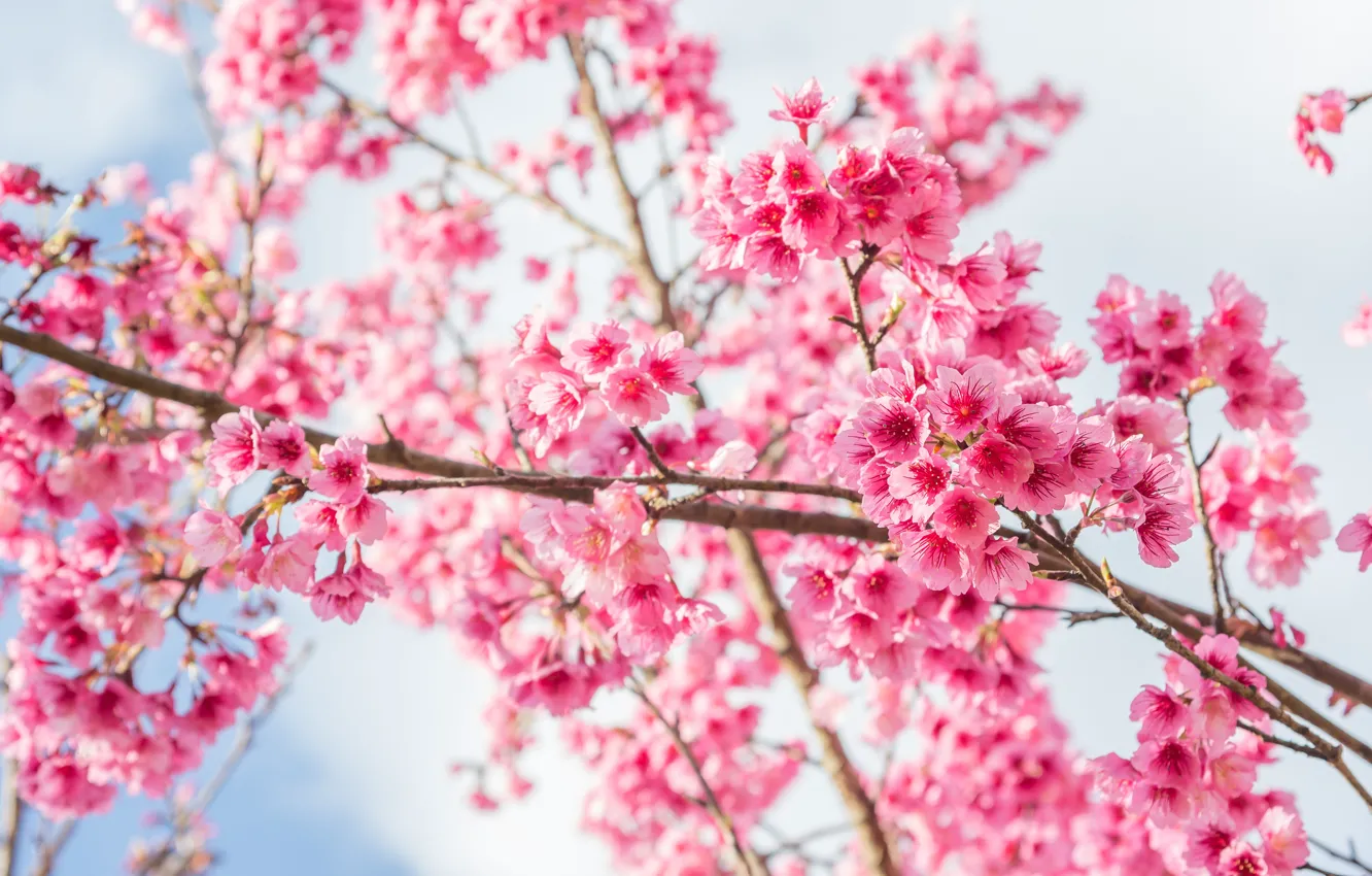 Фото обои ветки, весна, сакура, цветение, pink, blossom, sakura, cherry