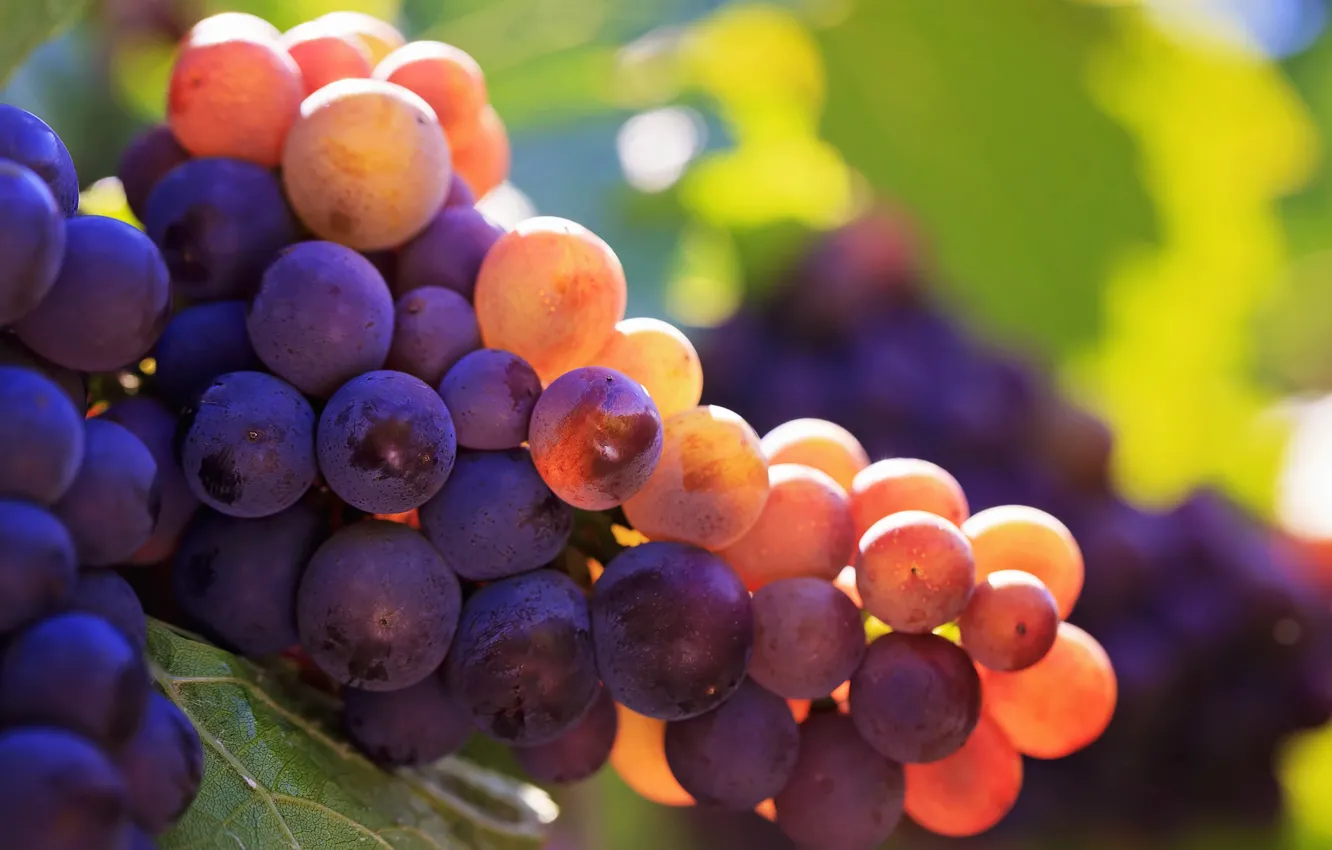 Фото обои макро, свет, ягоды, виноград, гроздь