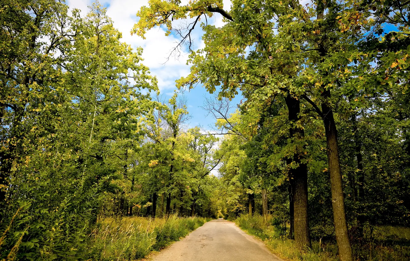 Фото обои дорога, осень, лес, деревья, пейзаж, природа