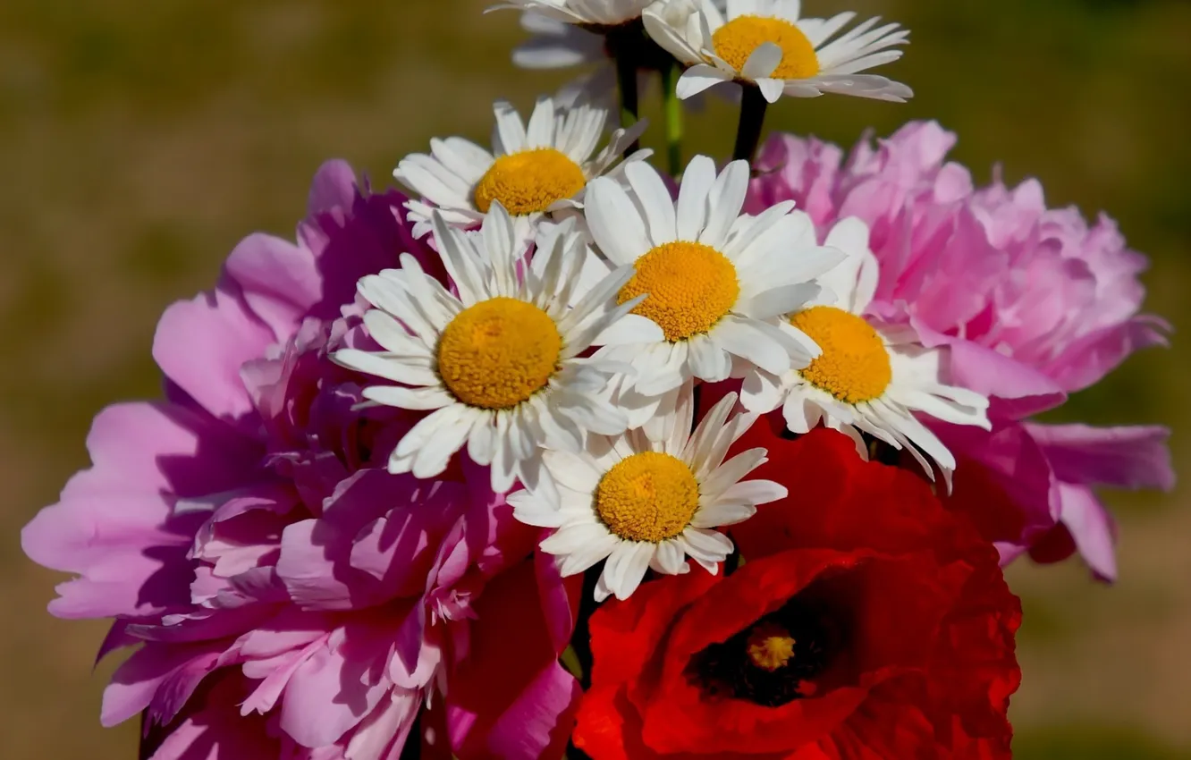 Фото обои flower, bouquet, blooming