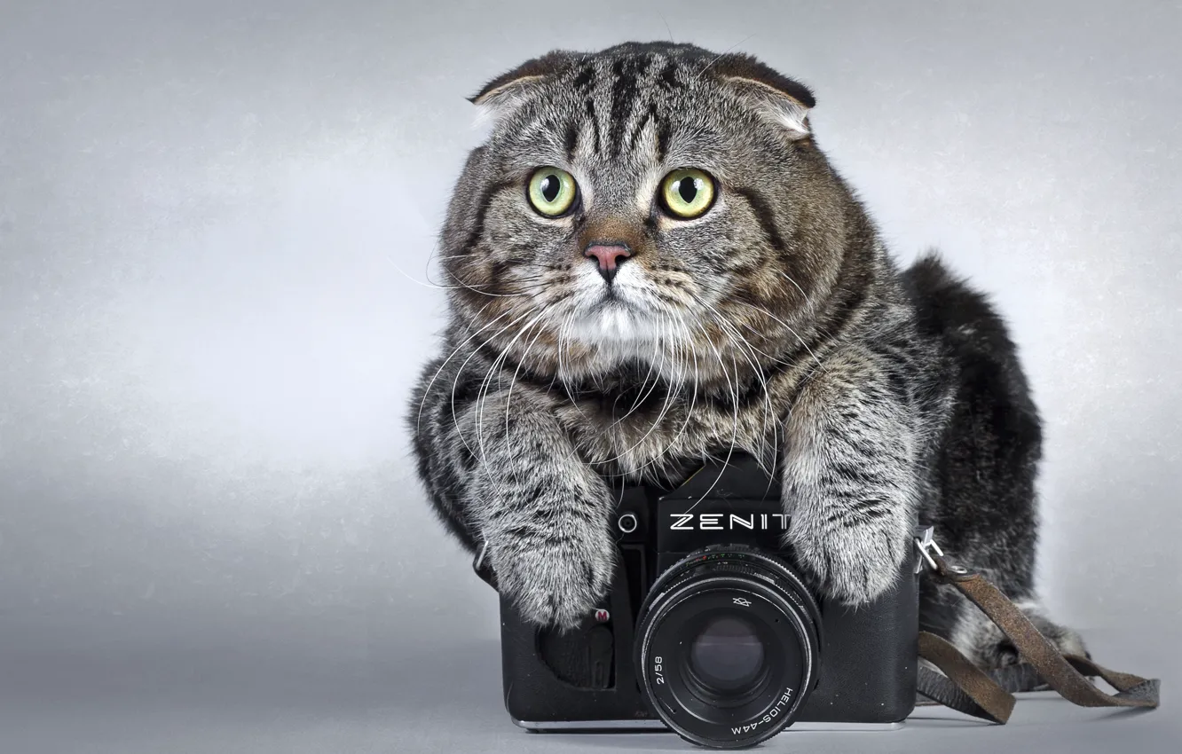 Фото обои кот, камера, фотоаппарат, zenit