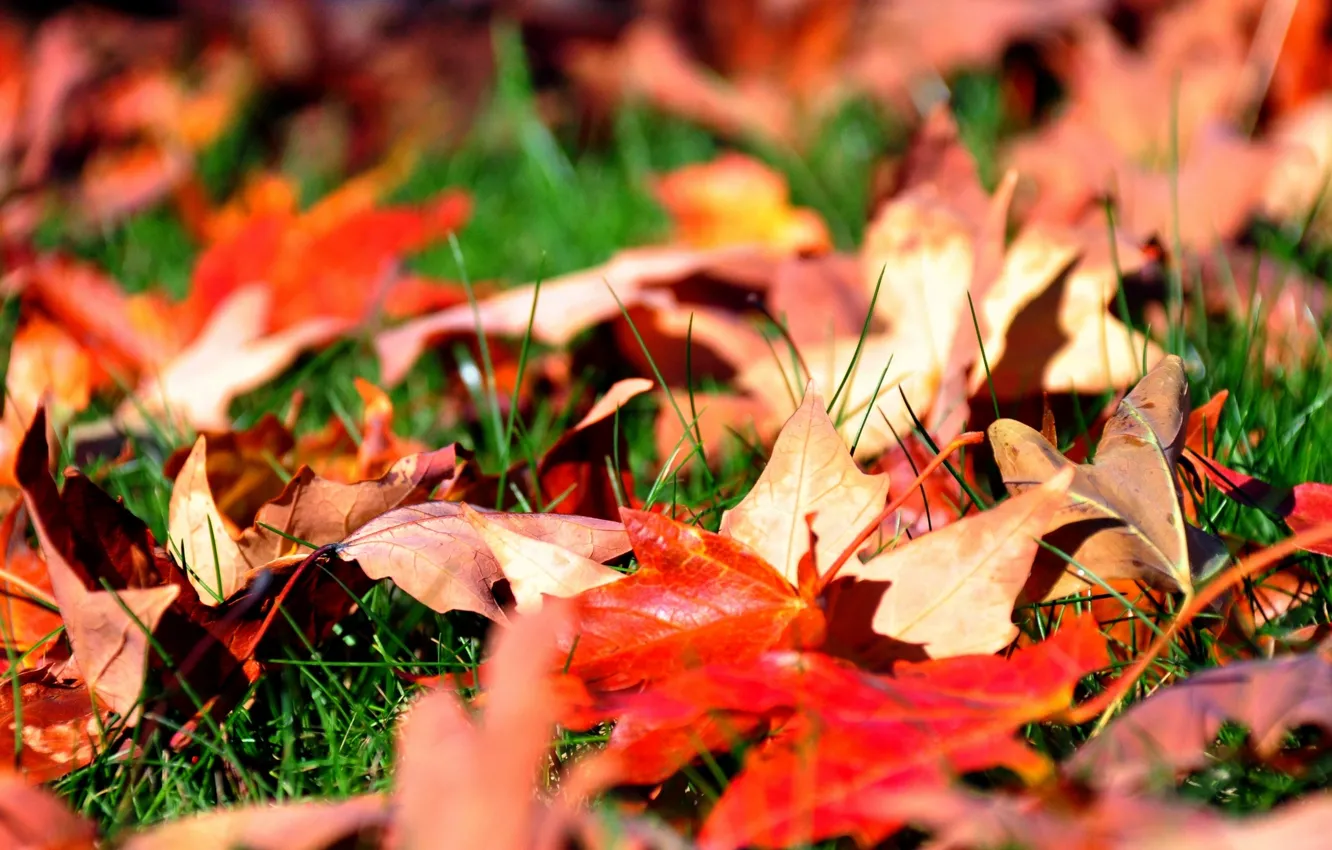 Фото обои осень, трава, листья, клен