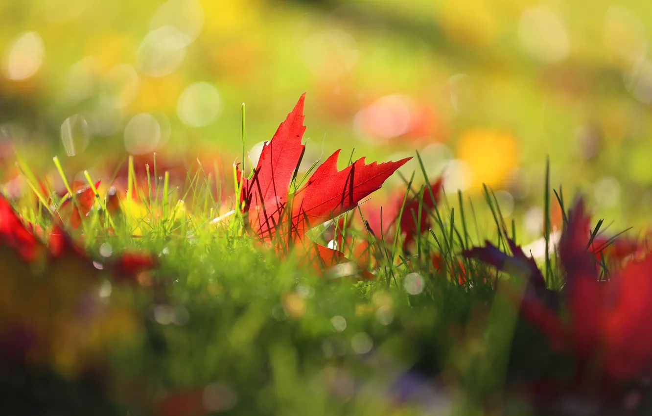 Фото обои осень, трава, листья, макро, природа, боке