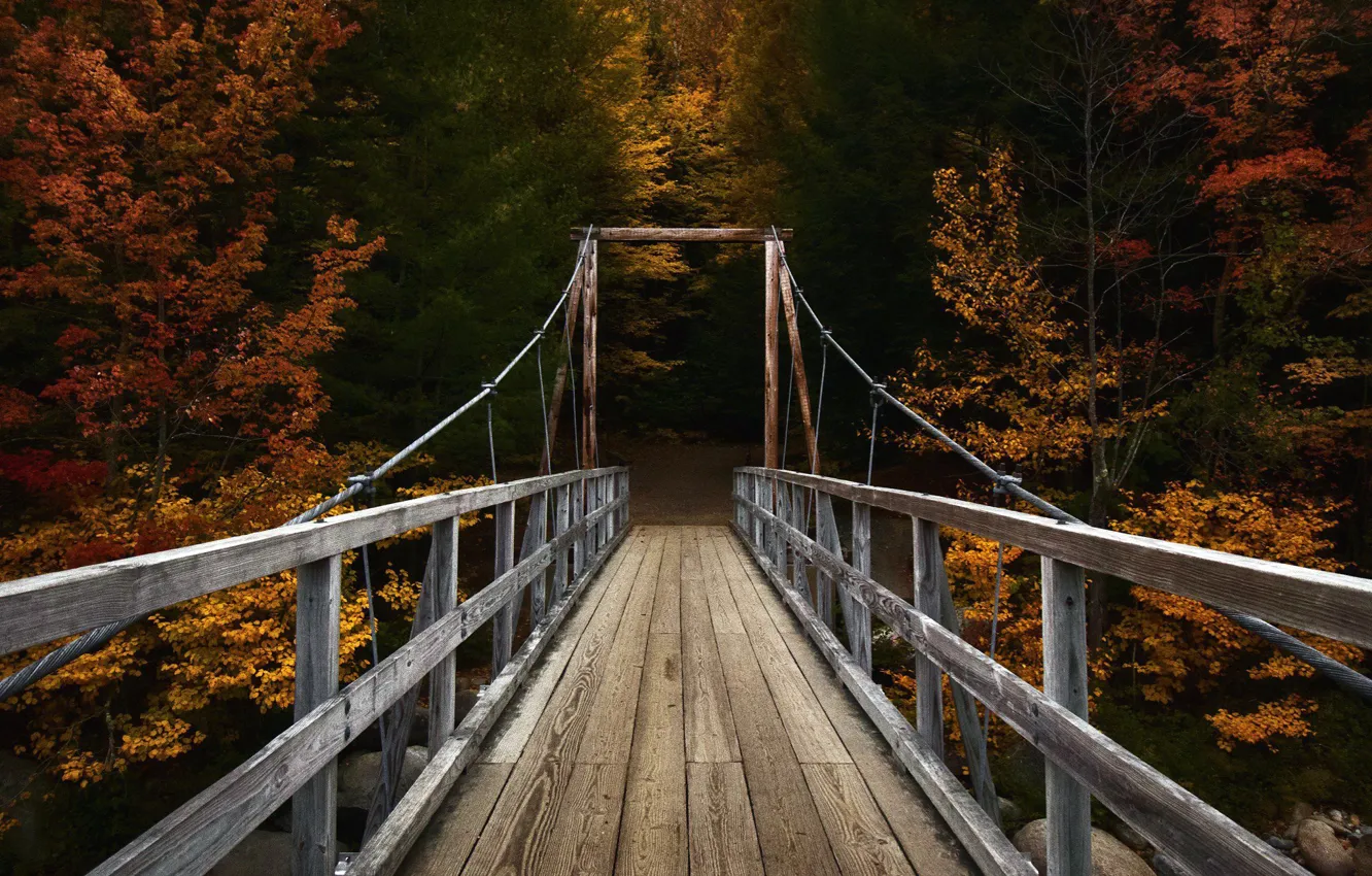 Фото обои осень, лес, мост