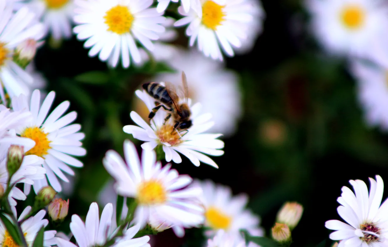 Фото обои осень, пчела, ромашки, насекомое