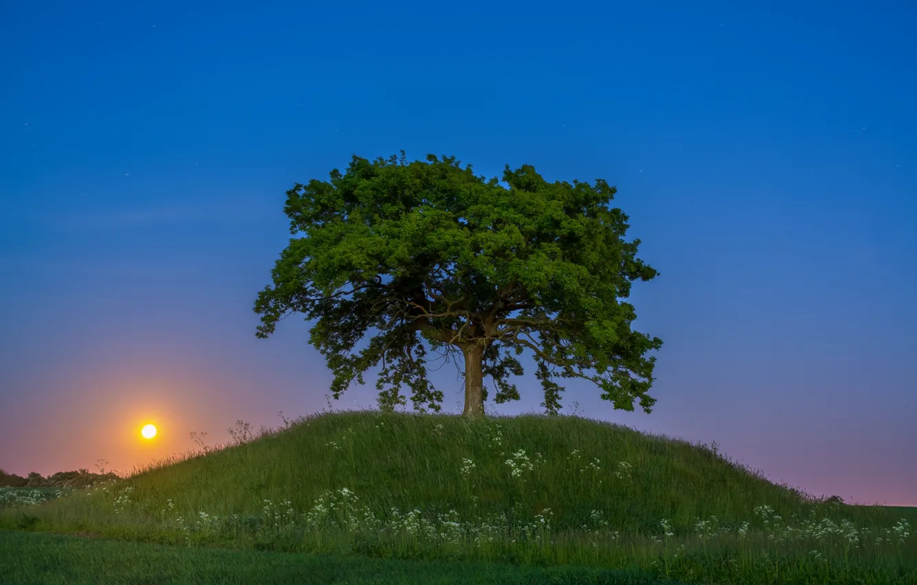 Фото обои закат, дерево, холм, Швеция, Sweden, Сконе, Skåne