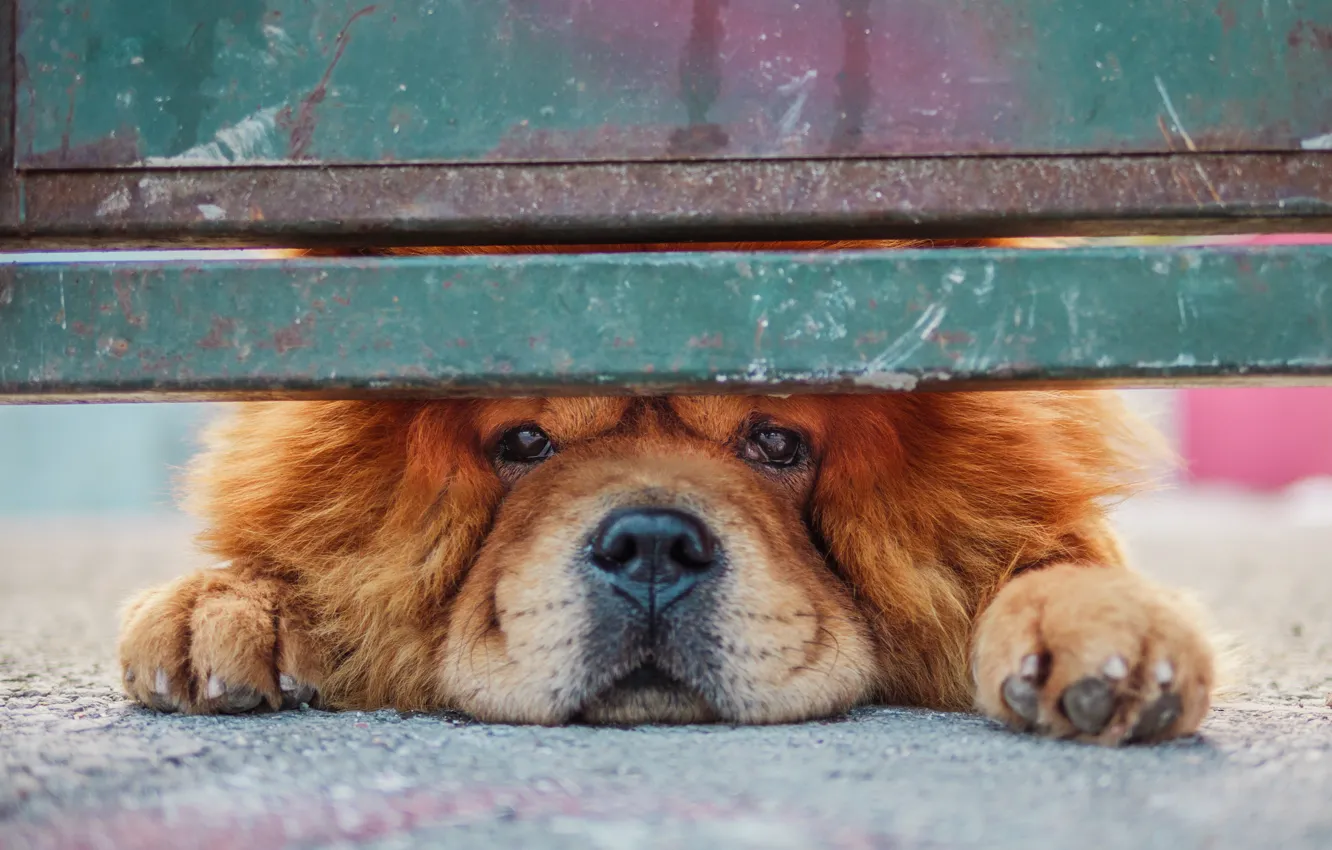 Фото обои взгляд, забор, собака, Чау-чау