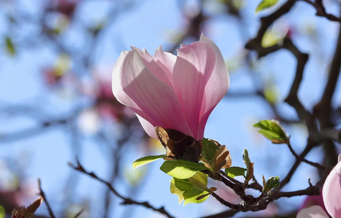 Фото обои небо, ветки, бутоны, магнолия