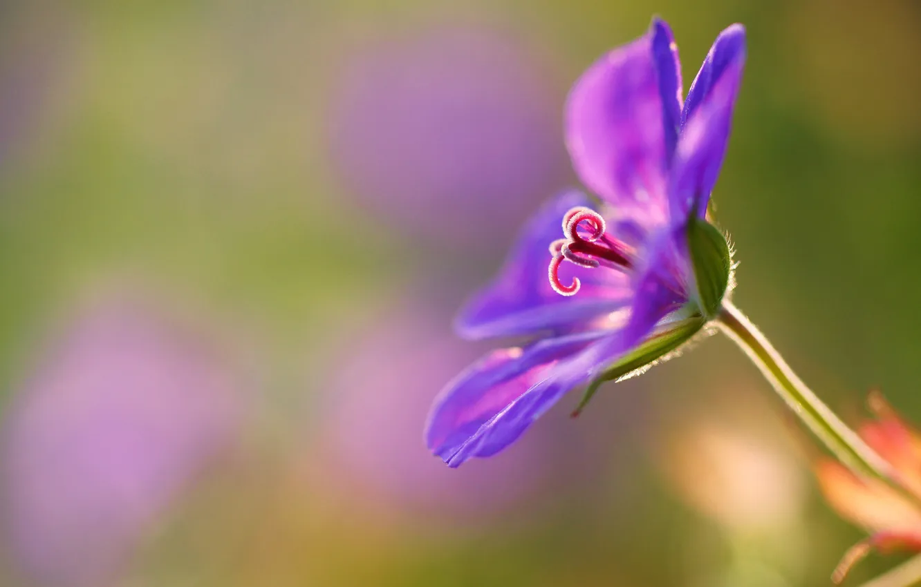 Фото обои цветок, фиолетовый, герань