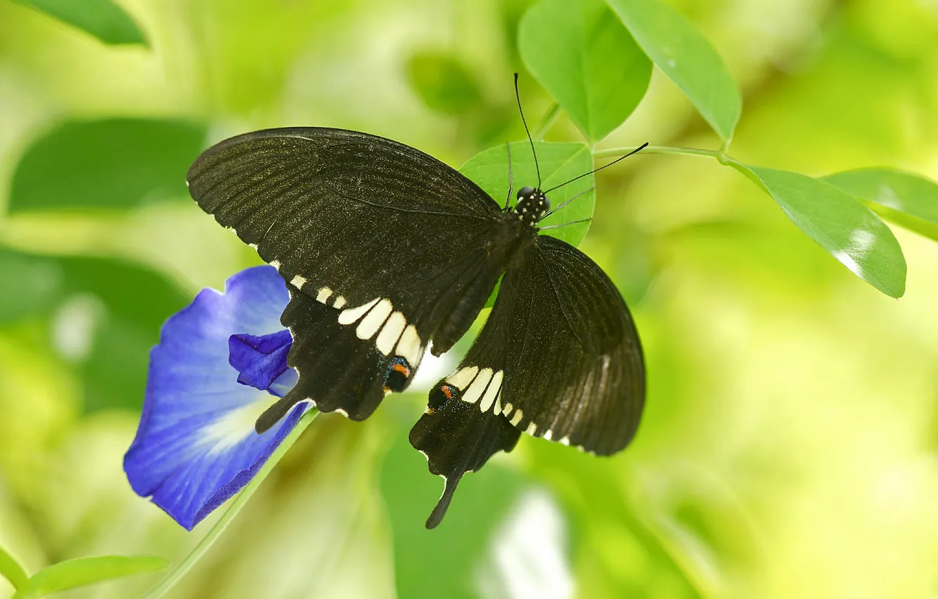 Фото обои листья, цветы, бабочка