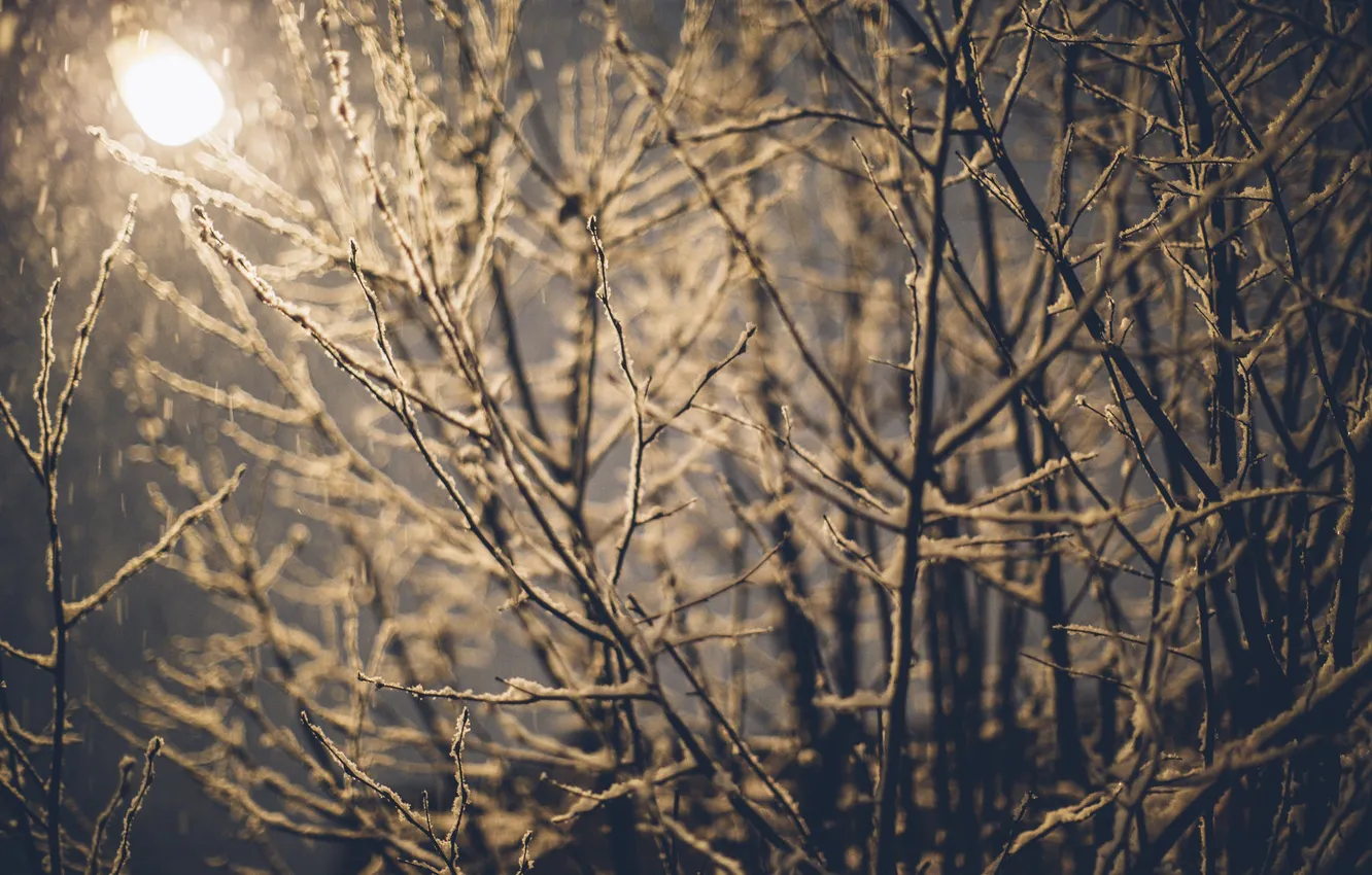 Фото обои зима, снег, ветки, фонарь