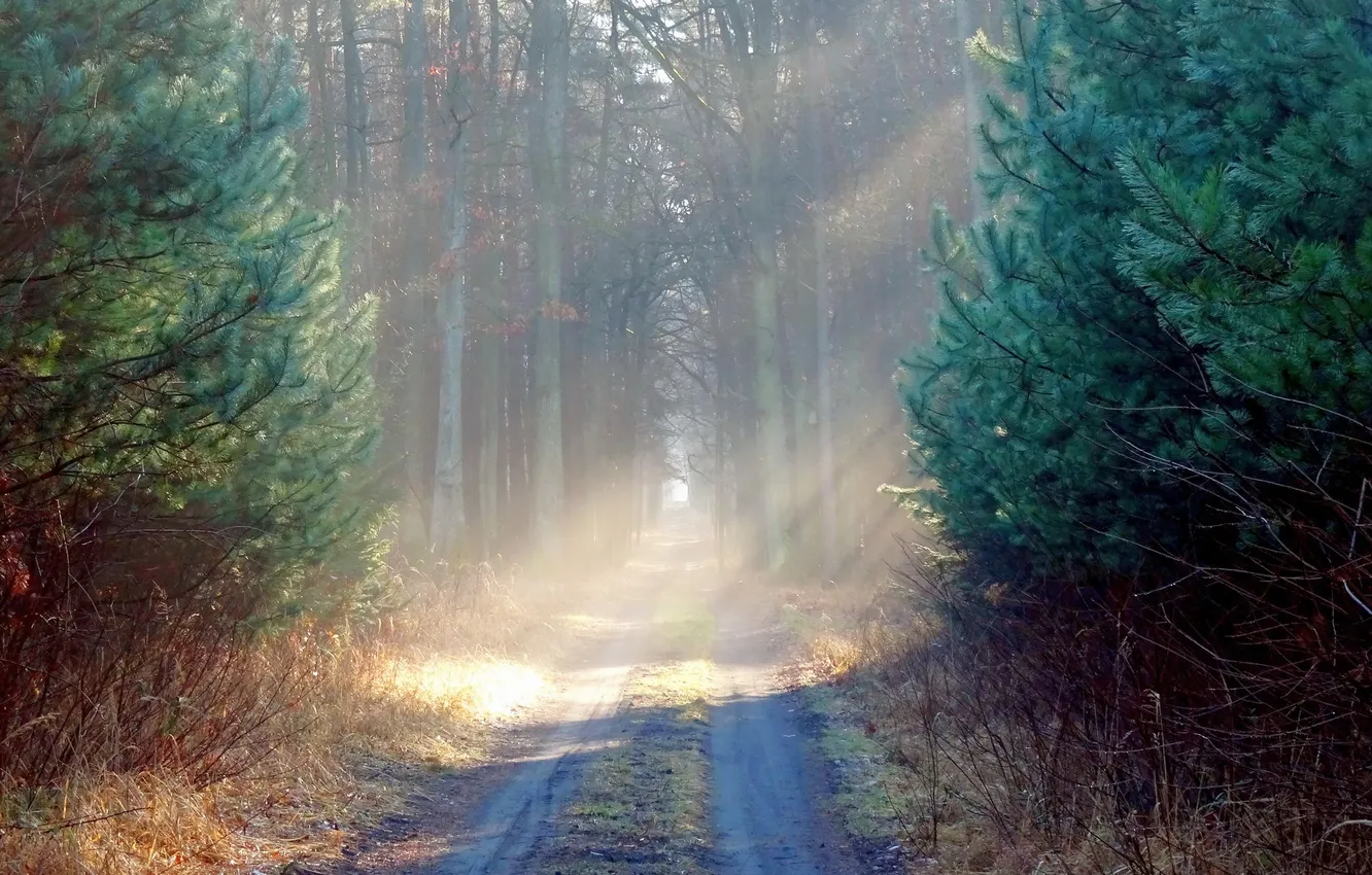 Фото обои дорога, лес, утро