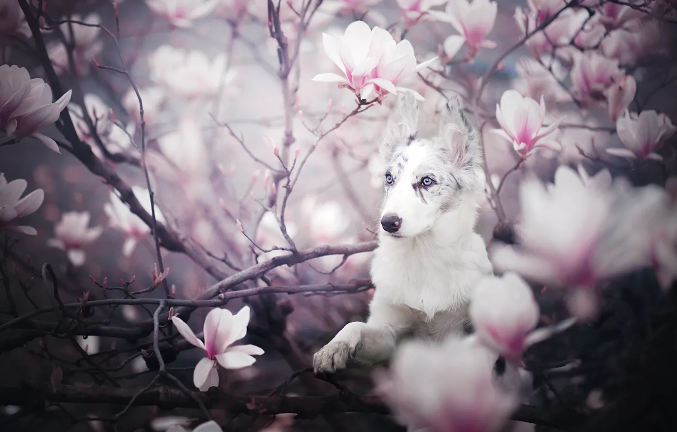 Фото обои ветки, собака, щенок, цветение, цветки, магнолия, Бордер-колли