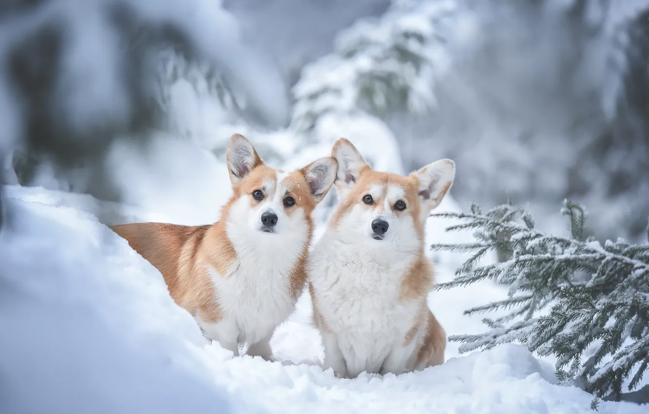 Фото обои зима, собаки, снег, парочка, Вельш-корги, Ирина Мороз