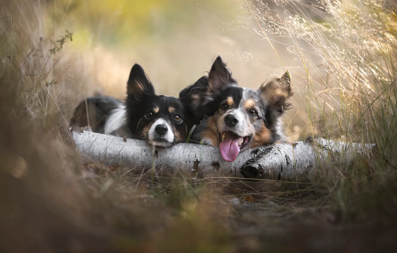 Фото обои язык, трава, бревно, парочка, две собаки, мордашки, Iza Łysoń