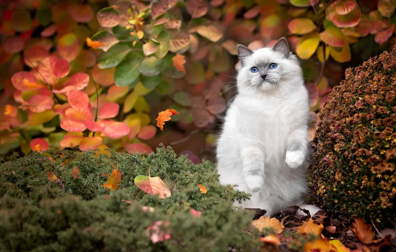 Фото обои осень, кошка, листья, поза, котенок, растения, пушистый, сад