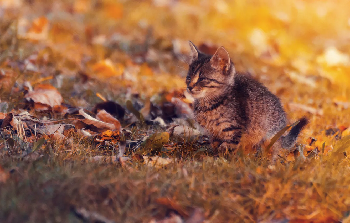 Фото обои осень, листья, малыш, котёнок