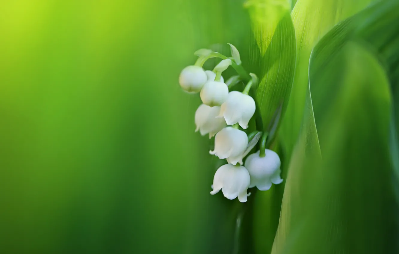 Фото обои листья, макро, ландыши