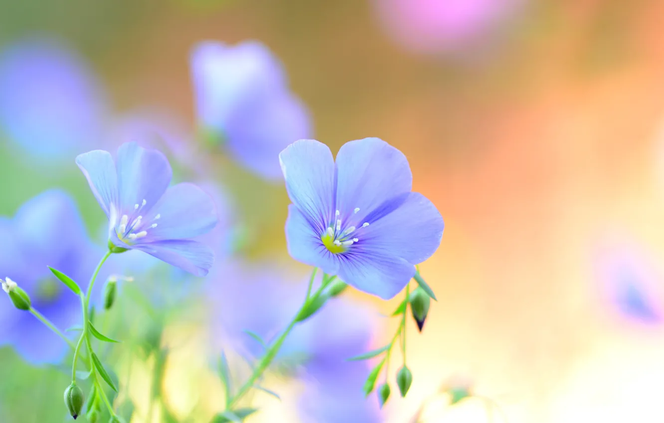 Фото обои лето, цветы, лепестки, голубые, полевые, Лен