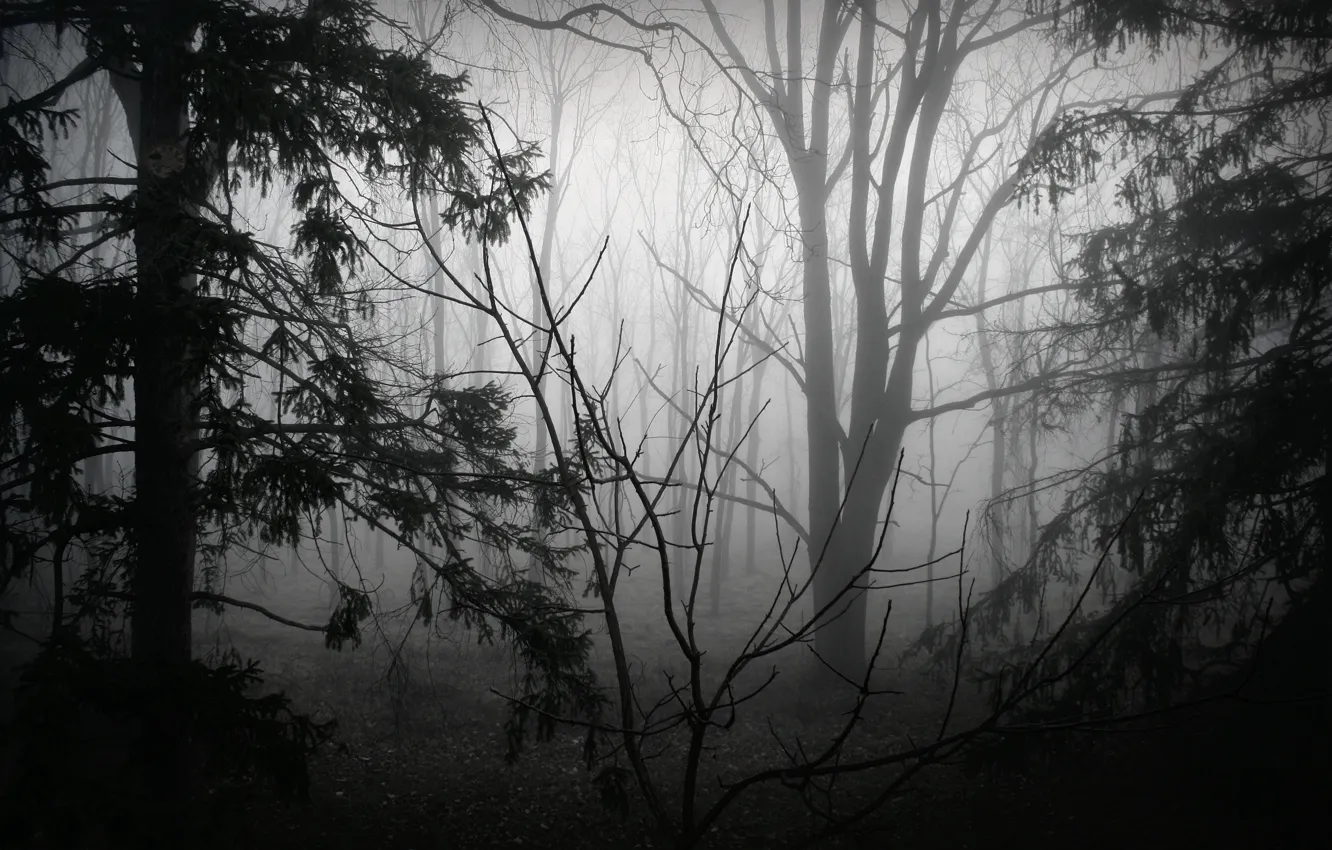 Фото обои лес, деревья, природа, туман, черно-белое, монохром