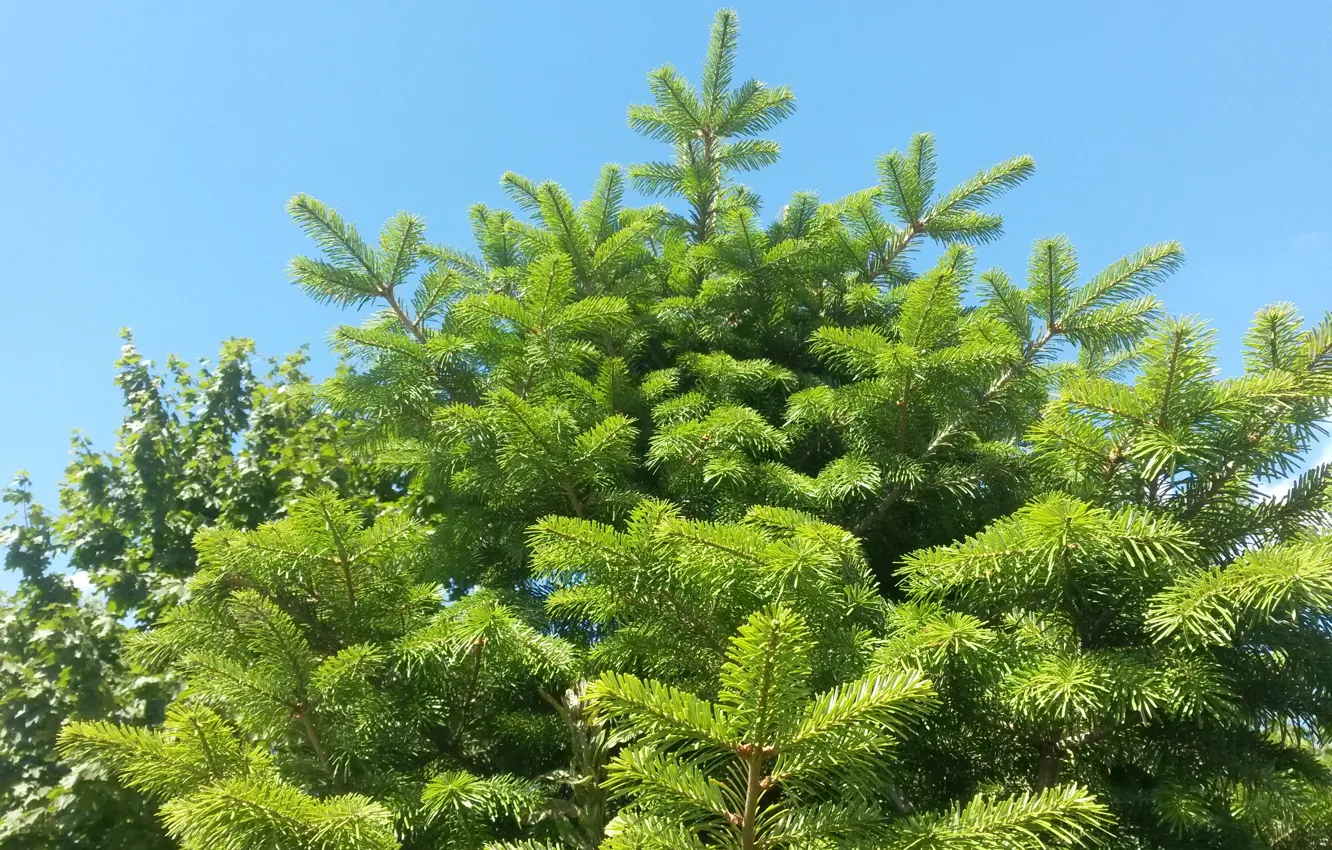 Фото обои лето, небо, природа