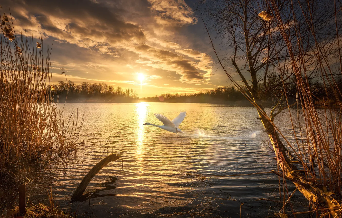 Фото обои осень, солнце, закат, природа, озеро, лебедь, пица, пейхаж