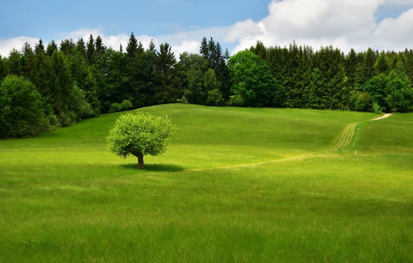 Фото обои трава, зеленый, дерево