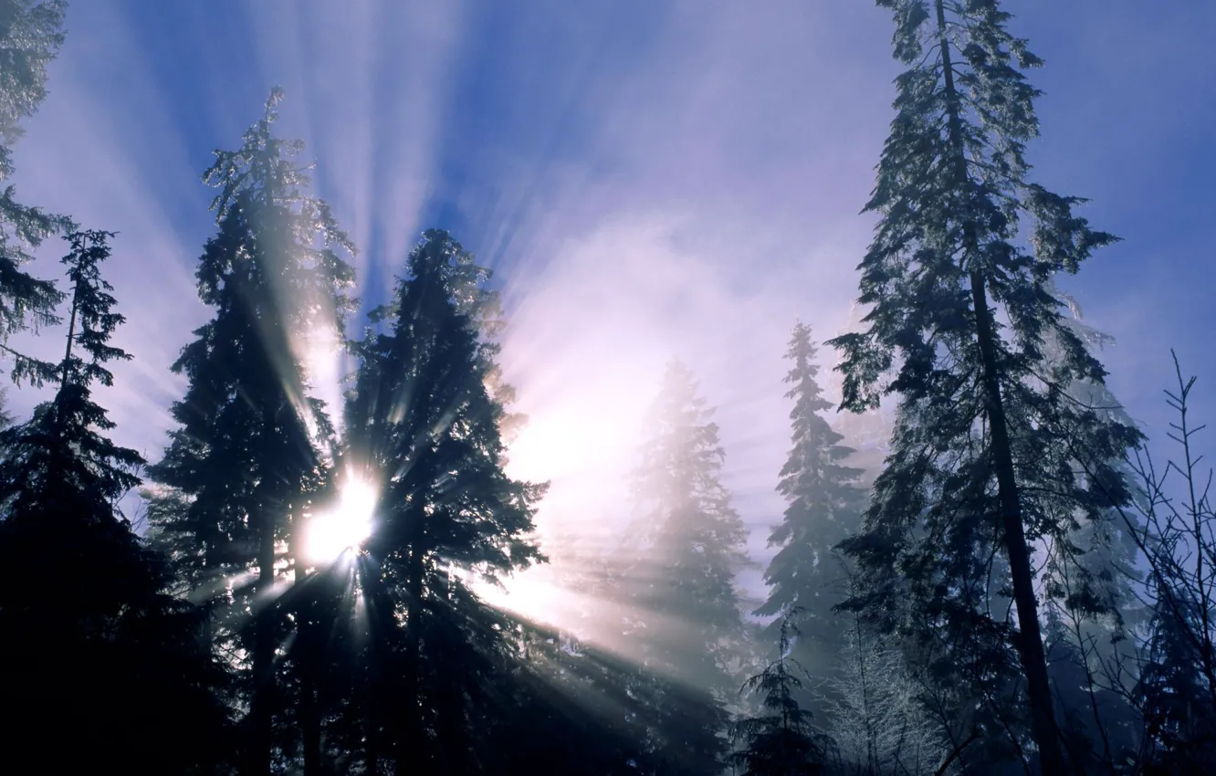 Фото обои зима, лес, снег, деревья, солнечные лучи