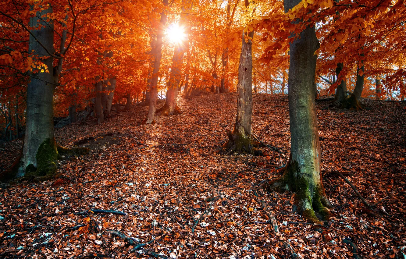 Фото обои осень, лес, солнце, листва, colors, forest, Autumn, leaves