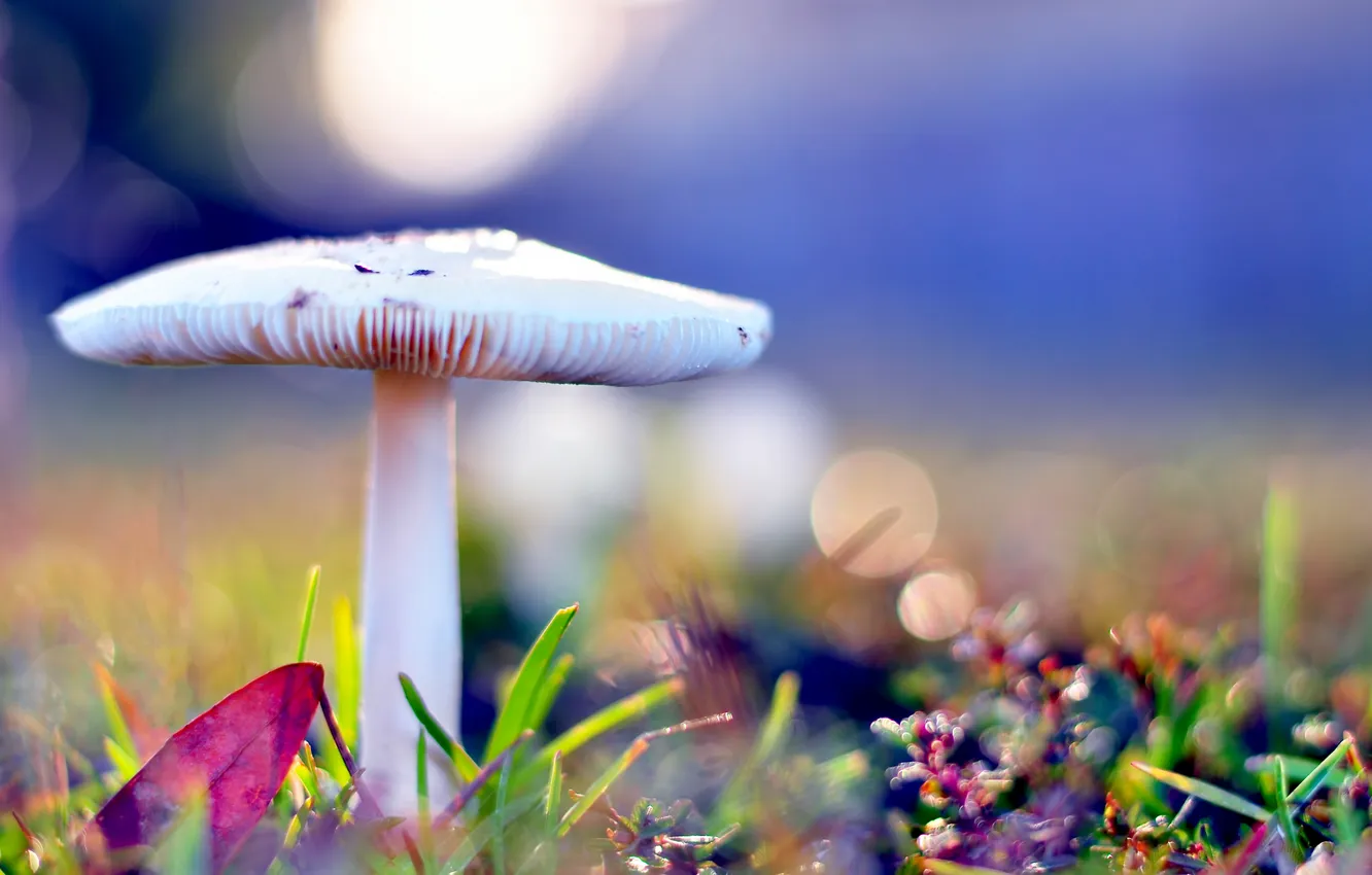 Фото обои осень, трава, макро, блики, гриб, ярко, боке