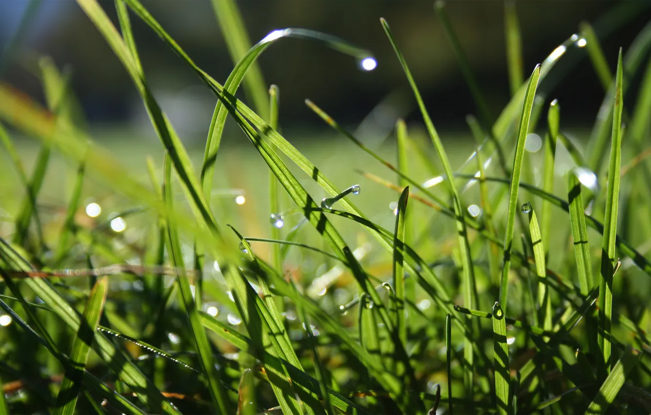 Фото обои поле, трава, капли, grass, macro, dew drops