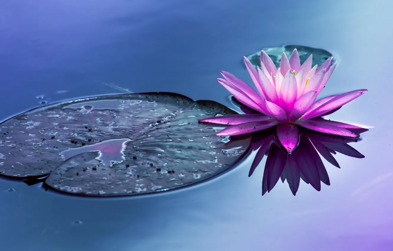 Фото обои цветок, вода, пруд, водяная лилия
