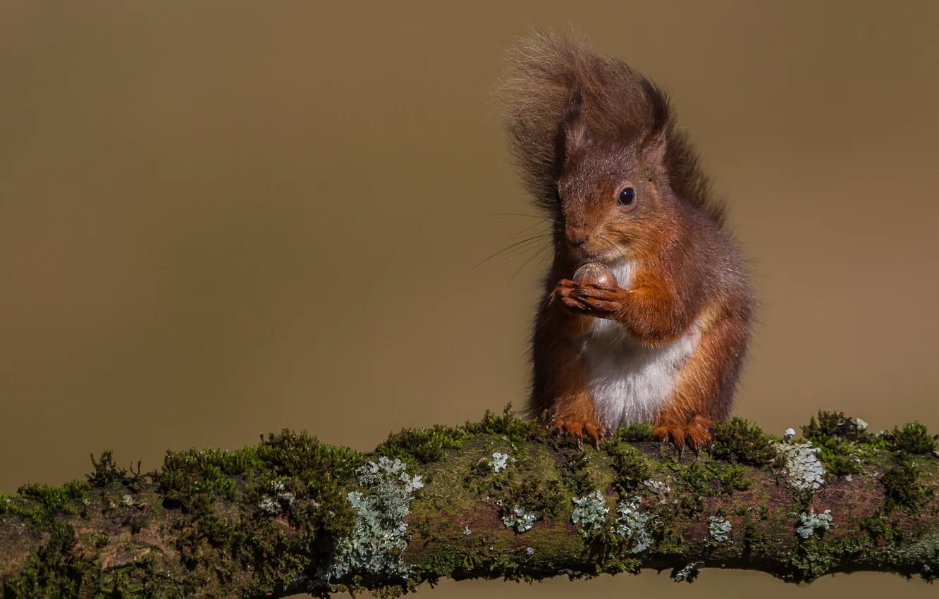 Фото обои ветки, белка, орехи