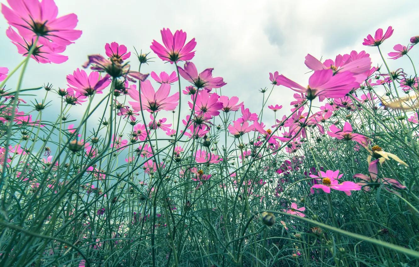 Фото обои поле, лето, цветы, summer, розовые, field, pink, flowers