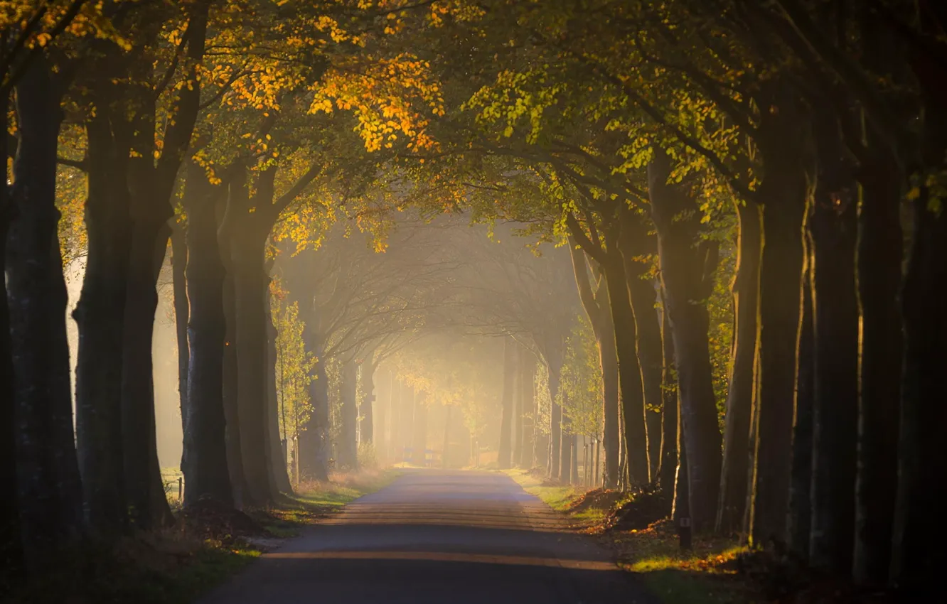 Фото обои дорога, свет, деревья, пейзаж