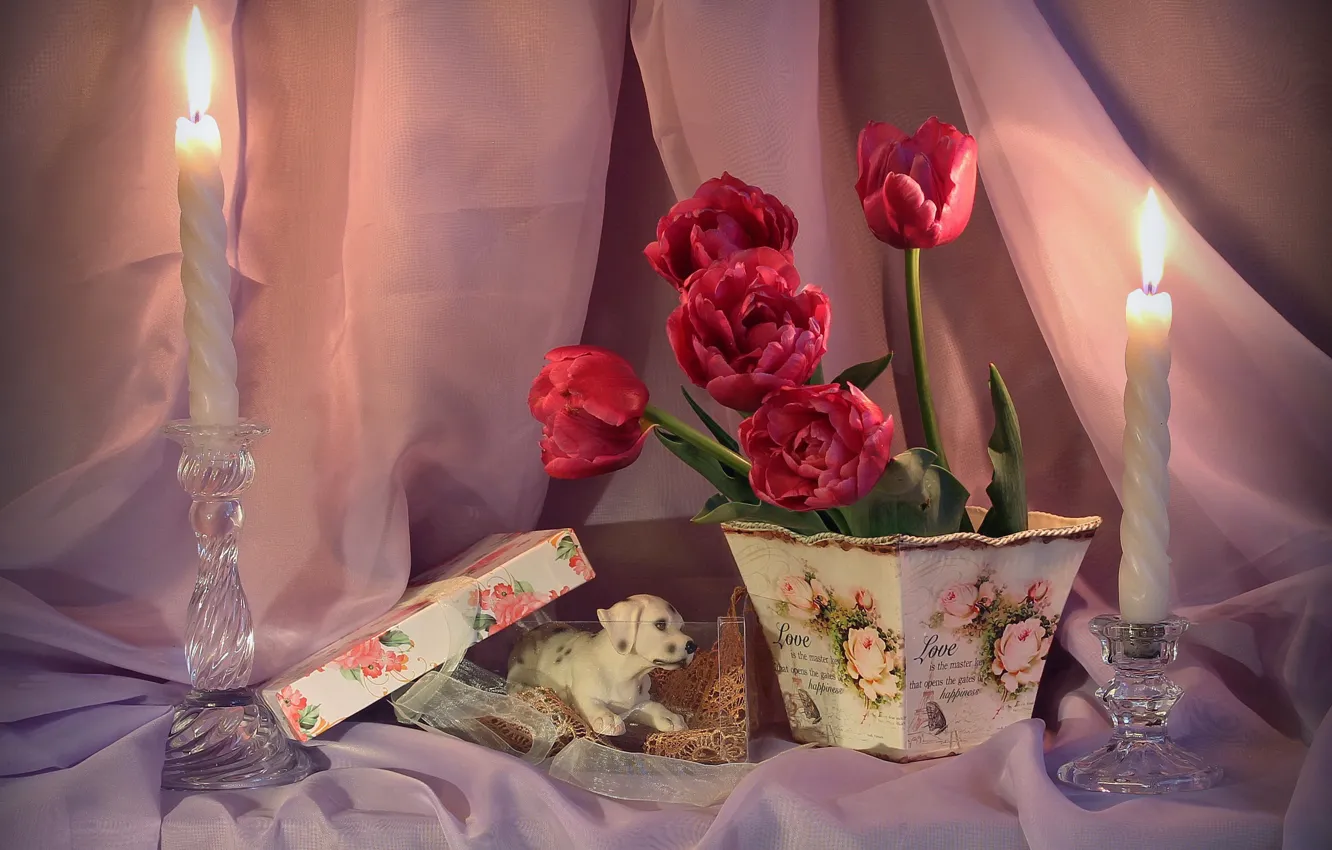 Фото обои огонь, коробка, свечи, тюльпаны, красные, занавески, натюрморт, собачка