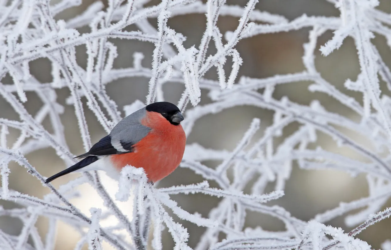 Фото обои зима, иней, снег, ветки, птица, снегирь