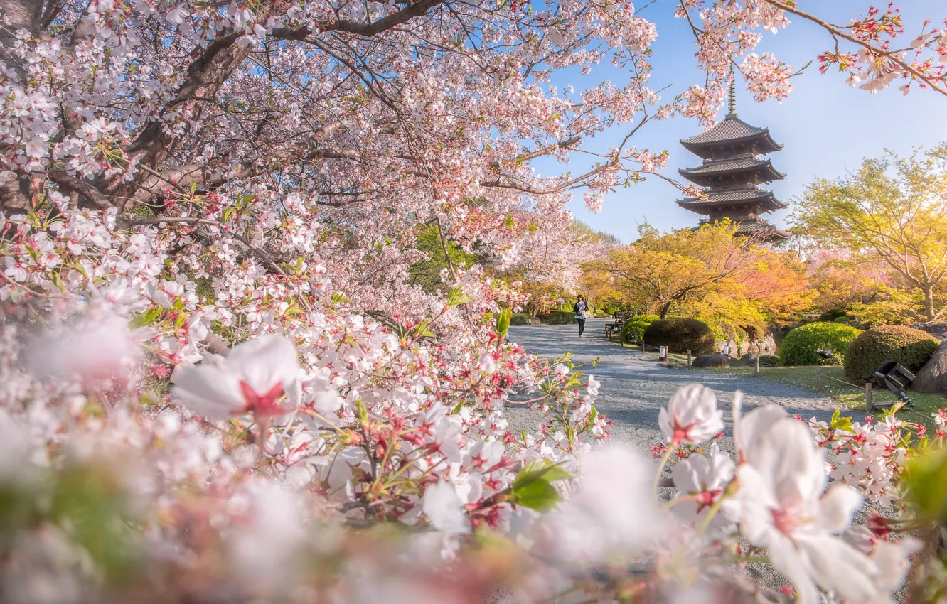 Фото обои деревья, ветки, парк, весна, Япония, сакура, пагода, Japan