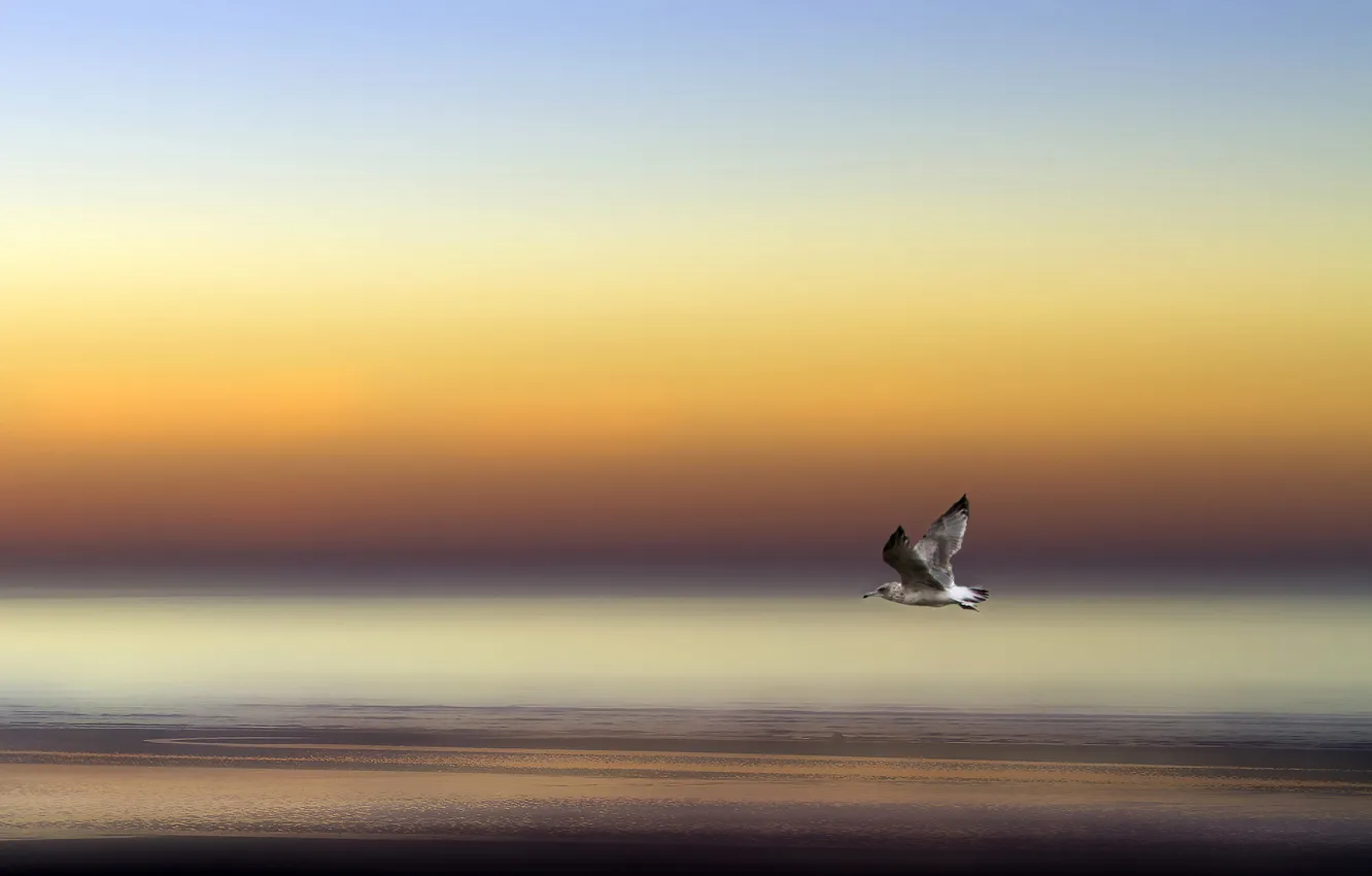 Фото обои море, небо, полет, птица, берег, крылья, чайка