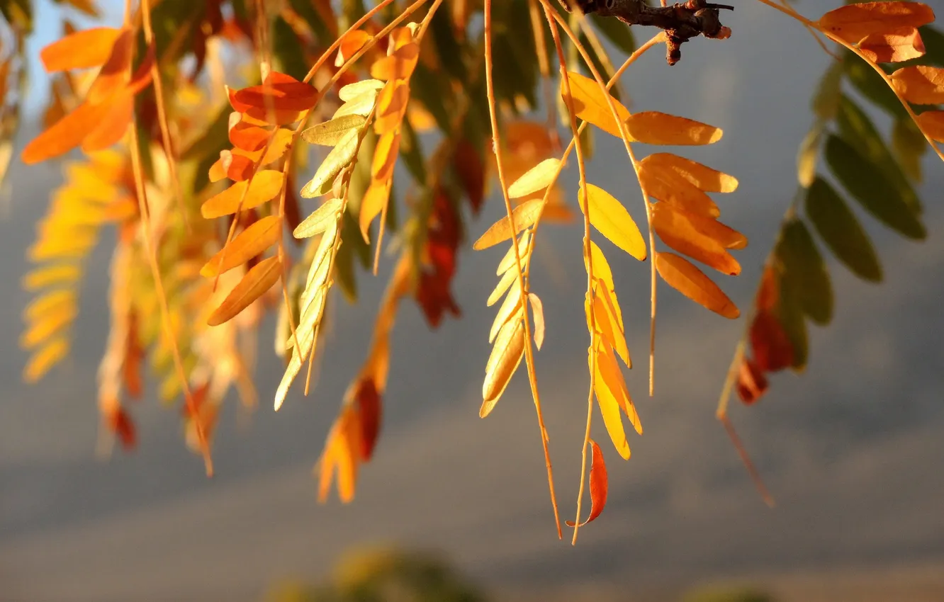 Фото обои осень, листья, закат, ветки