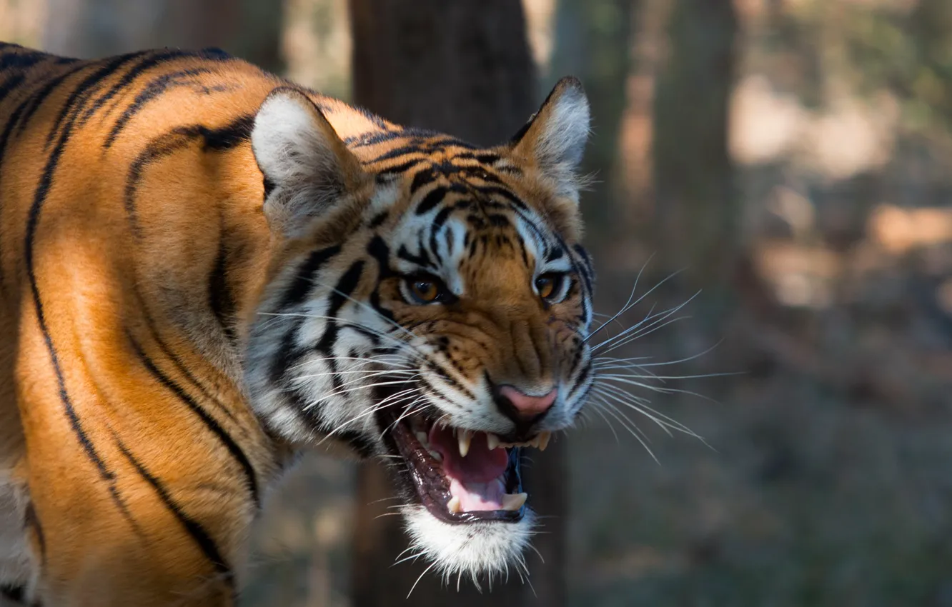 Фото обои природа, фон, Bengal Tiger