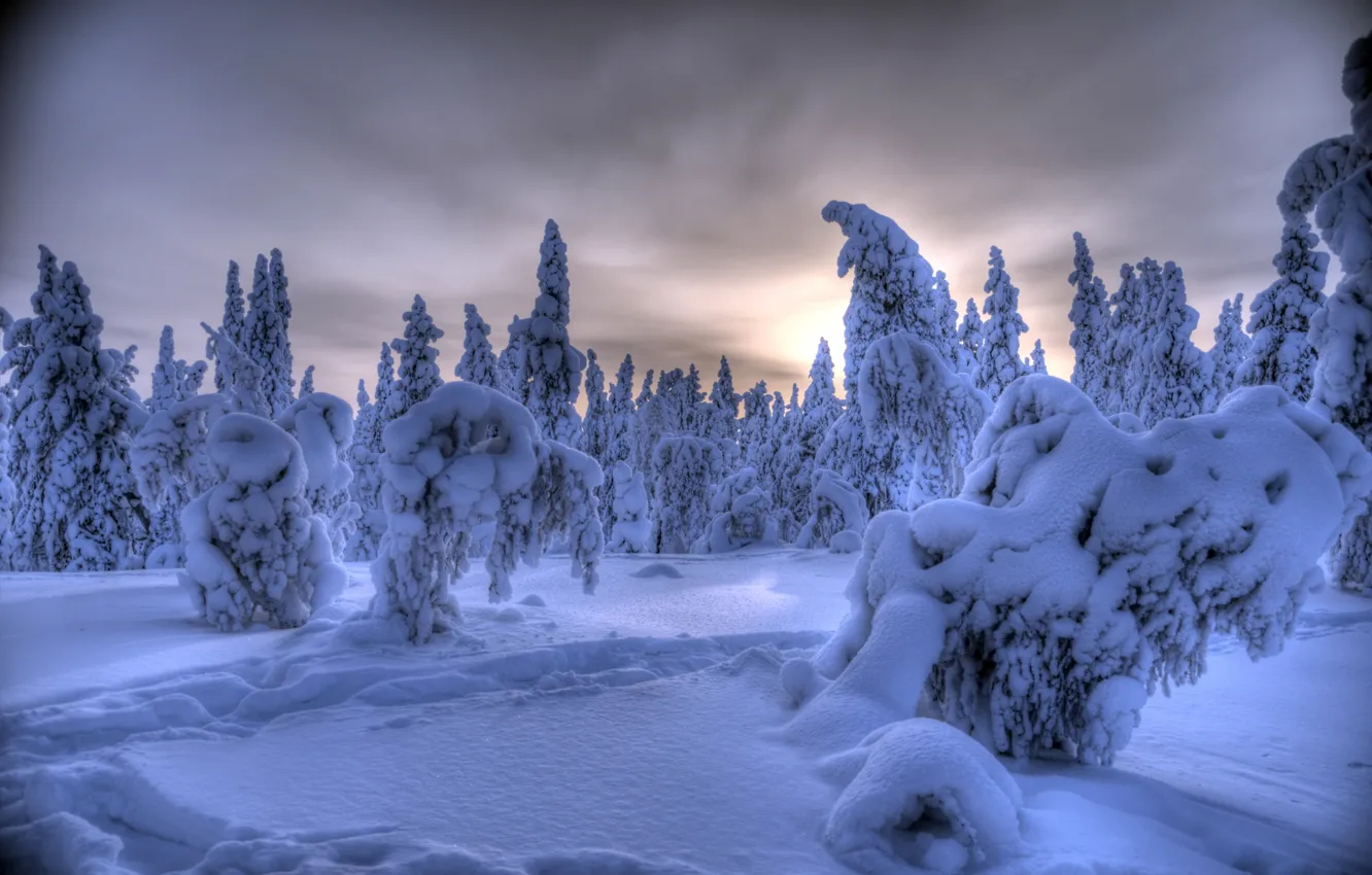 Фото обои зима, лес, снег, деревья, Финляндия, Finland, Lapland, Лапландия